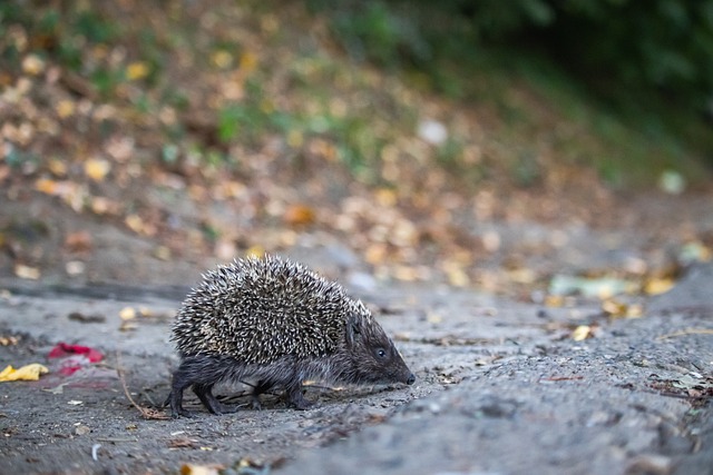 努的赞美显 努的赞美显
